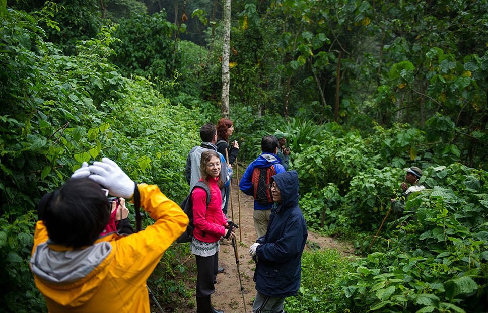 BirdingTrailsinNyungwe